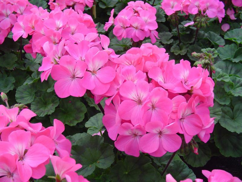 Nano F1 deep rose - мини мушкато  (5031)